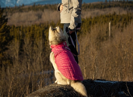 RC Pet Stratus Puffer Coat Black
