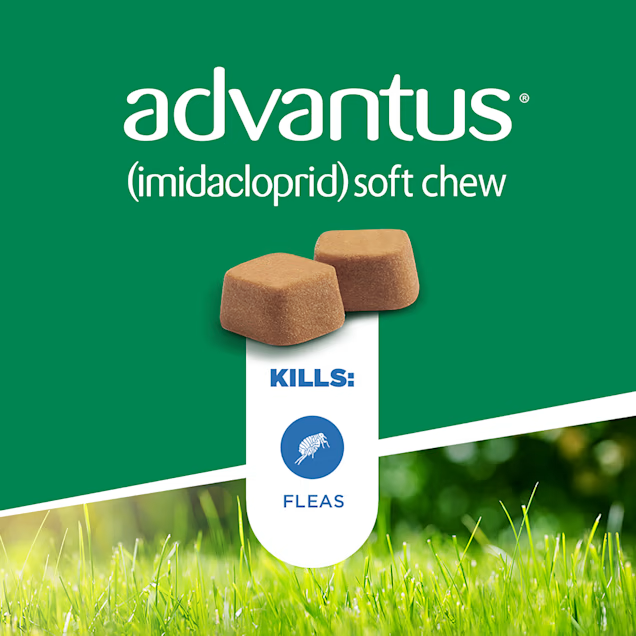 Advantus Chewable Flea Treatment for Large Dogs, 23lb-110lbs