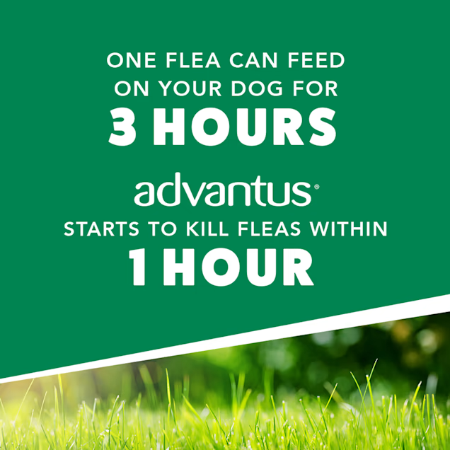 Advantus Chewable Flea Treatment for Large Dogs, 23lb-110lbs