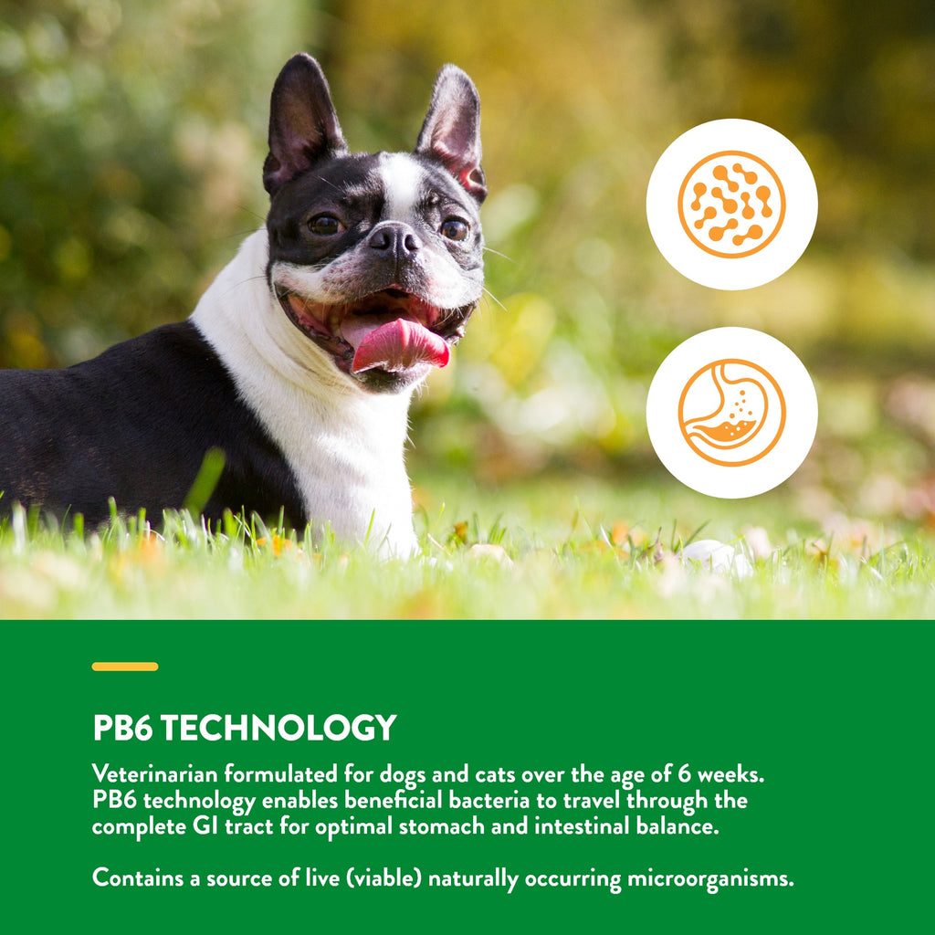 NaturVet Advanced Probiotic & Enzymes Powder for Dogs and Cats