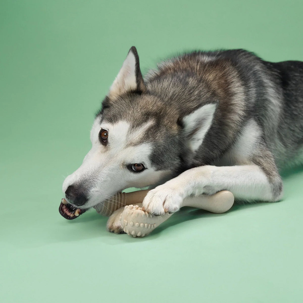 Betterbone Medium Hardness Natural Hypoallergenic Classic Flavor Dog Chew