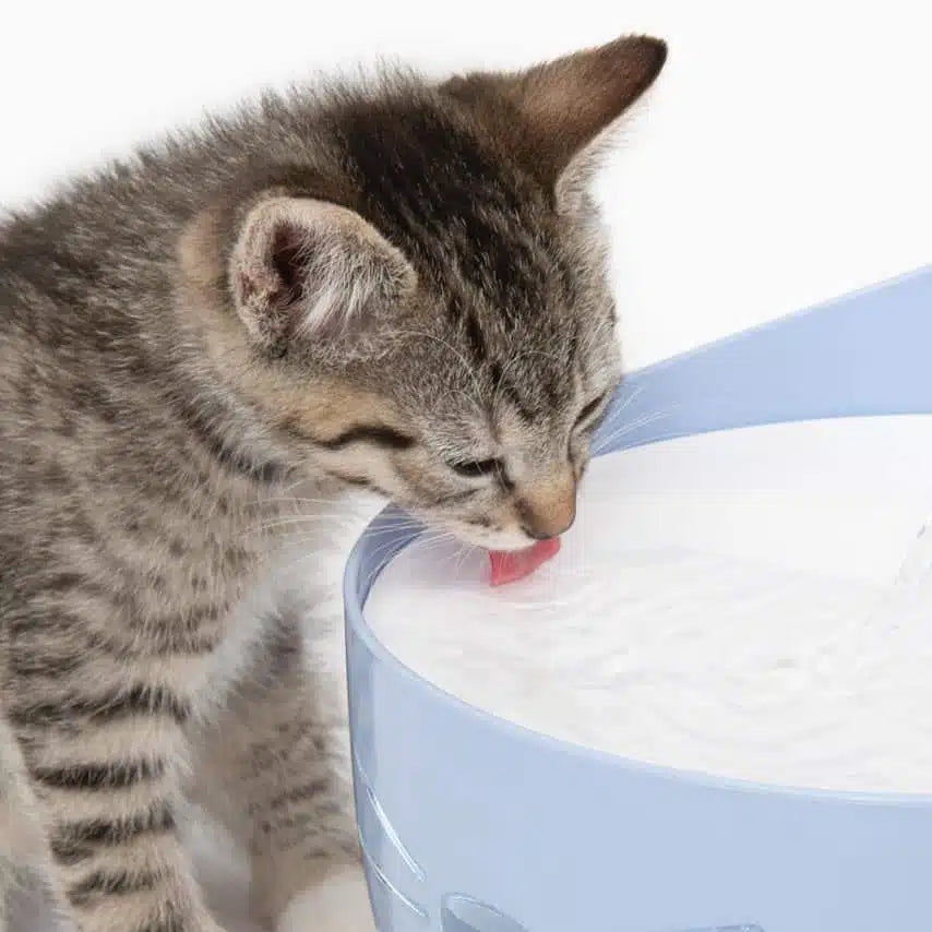 Catit Pixi Drinking Fountain