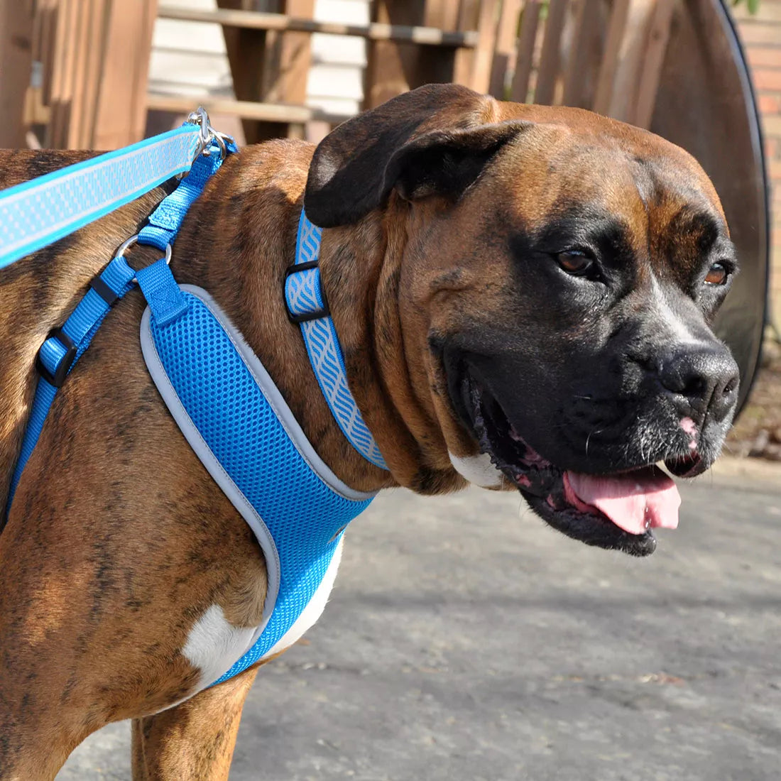 Comfort Soft Reflective Wrap Adjustable Dog Harness, Blue