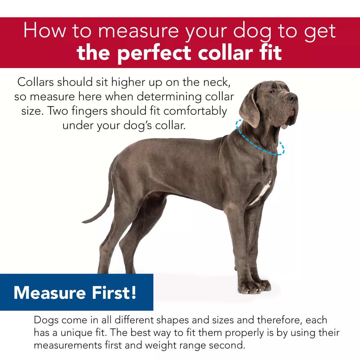 K9 Explorer Brights Reflective Adjustable Dog Collar, Green