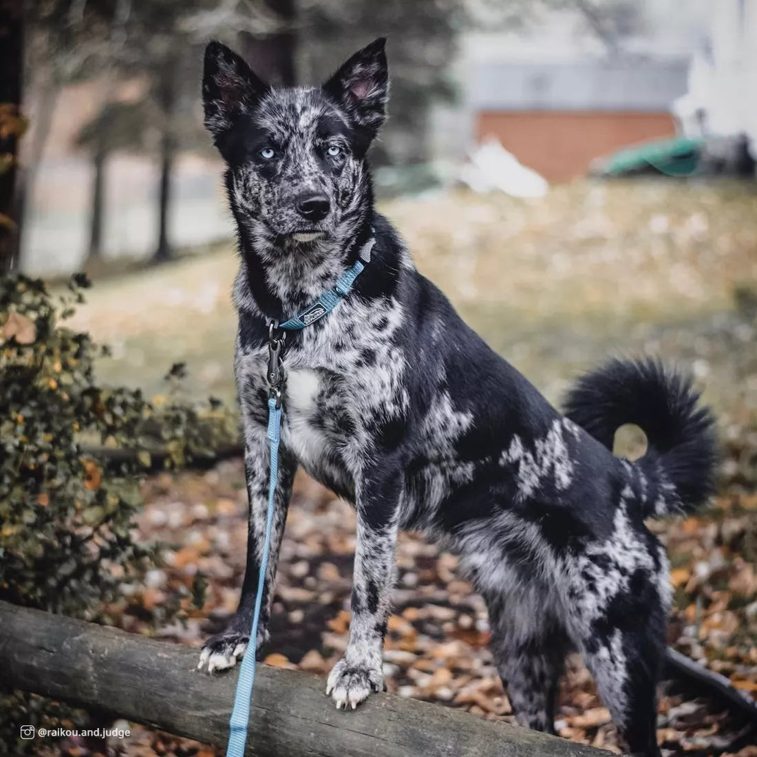 K9 Explorer Brights Reflective Dog Leash, Blue