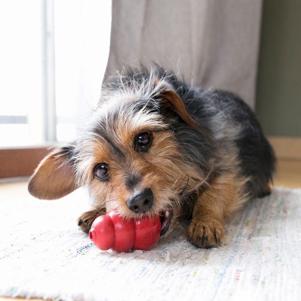 Bradshaw Animal Shelter Classic Kong Dog Toy