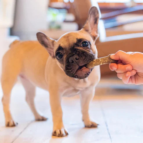 Earthly Earthbones Dental Chews For Dogs