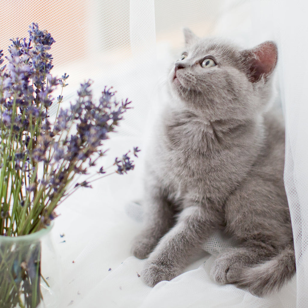 Naturally Fresh Harmony Calming Lavender, Bamboo & Walnut Shell Clumping Cat Litter