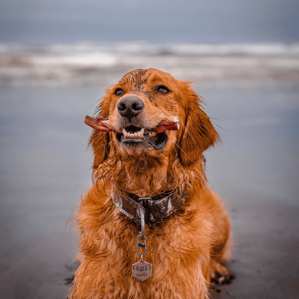 Natural Farm Braided Bully Stick Dog Treat