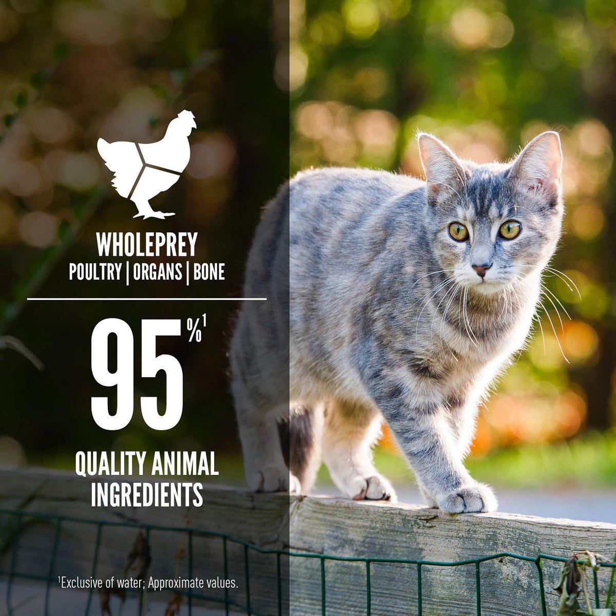 Orijen Premium Original Entrée in Bone Broth Canned Cat Food