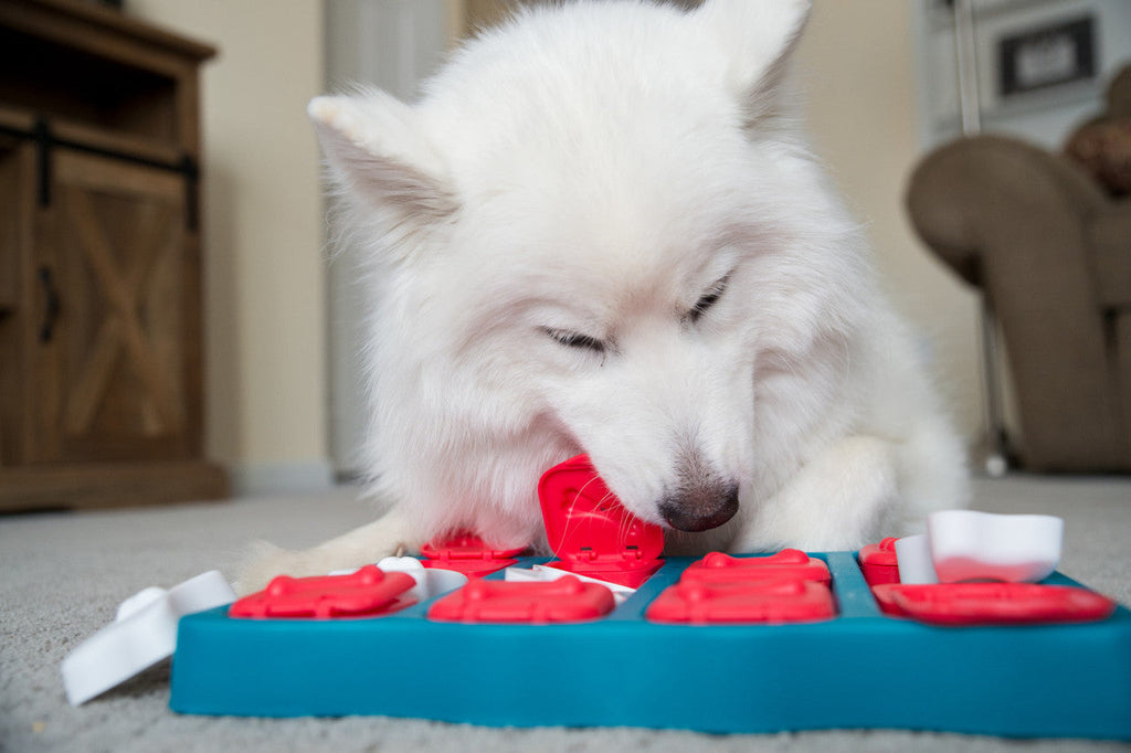 Outward Hound Dog Brick Interactive Treat Puzzle Dog Toy