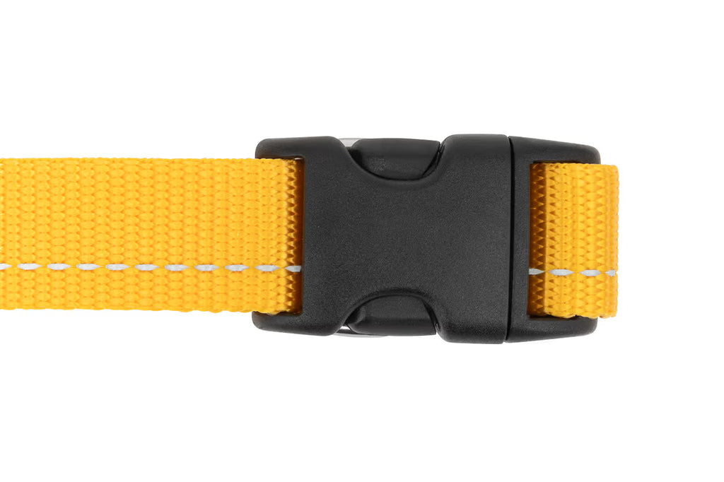 RC Pets Primary Dog Collar, Marigold