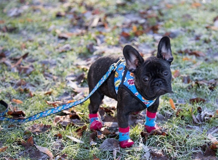 RC Pets Sporty PAWks Anti-Slip Charcoal Heather Dog Socks