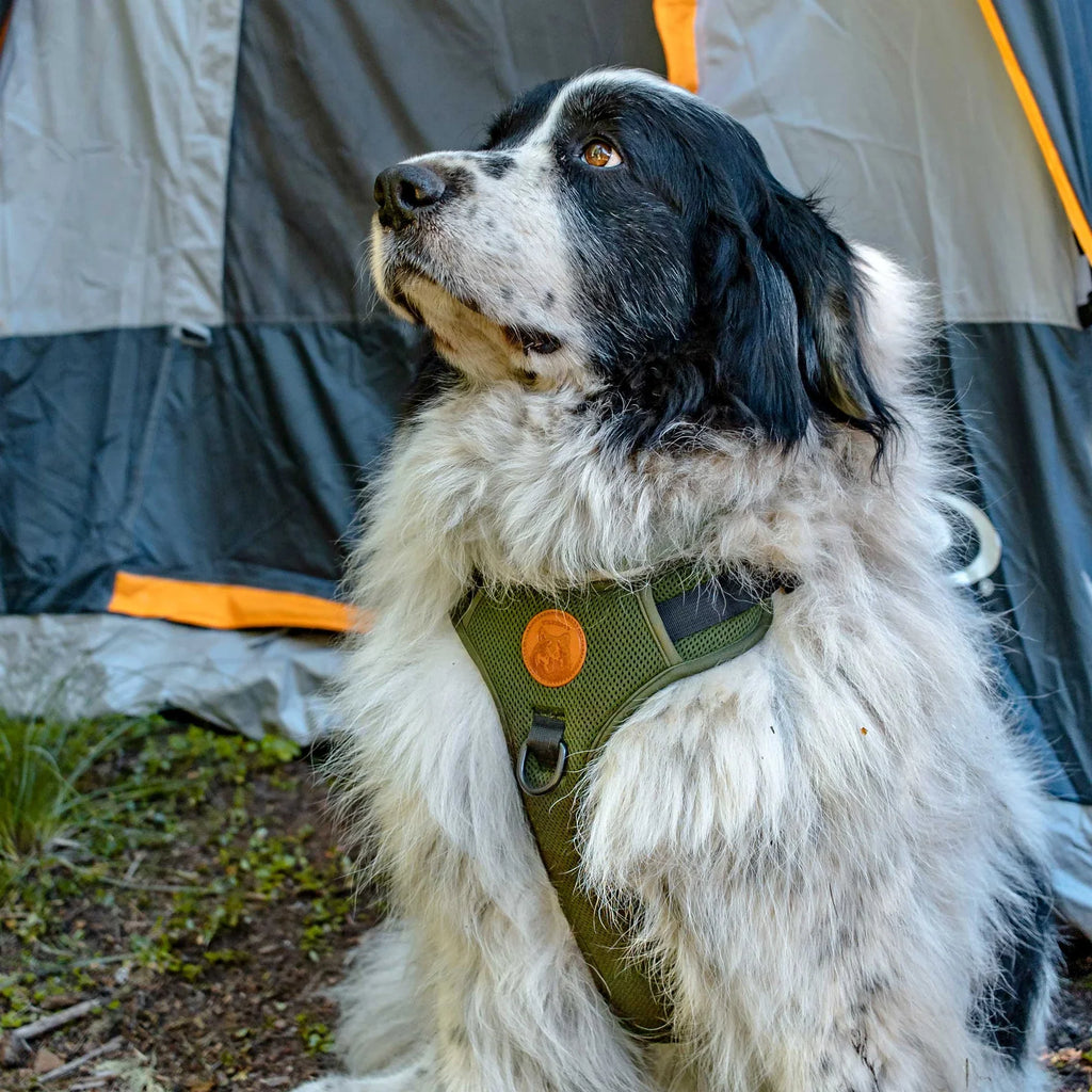 Wilderdog Dog Harness, Pacific Blue
