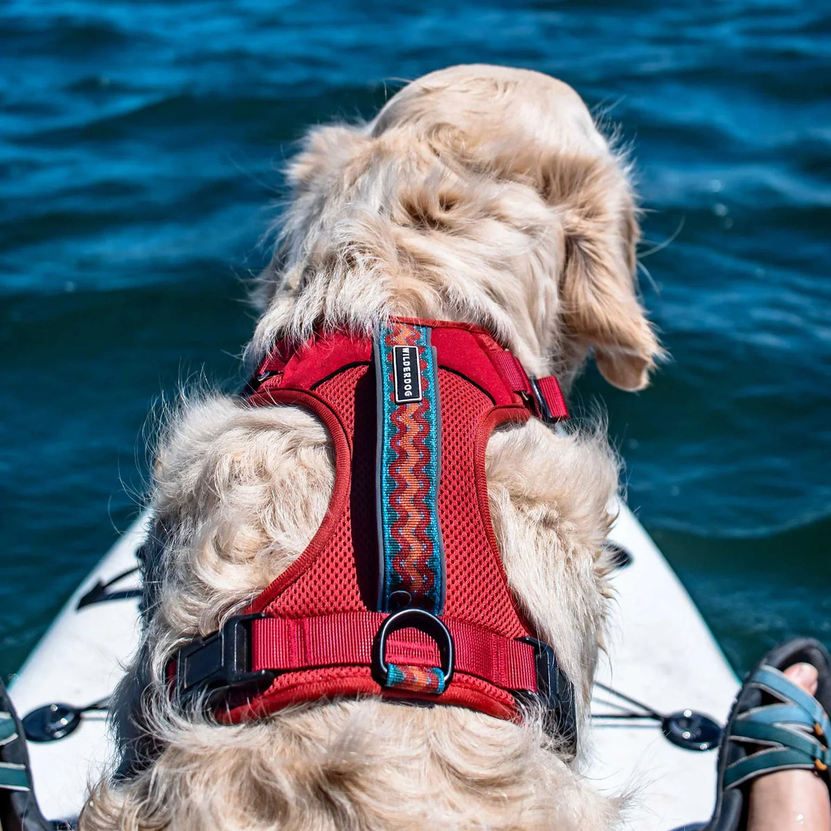 Wilderdog Dog Harness, Pacific Blue