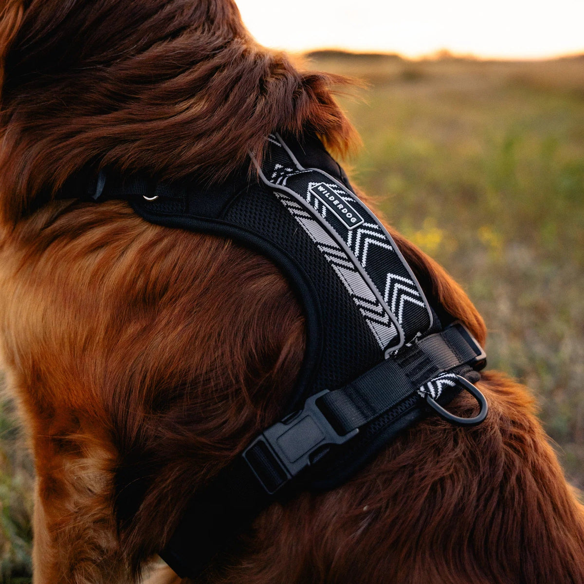 Wilderdog Dog Harness, Black