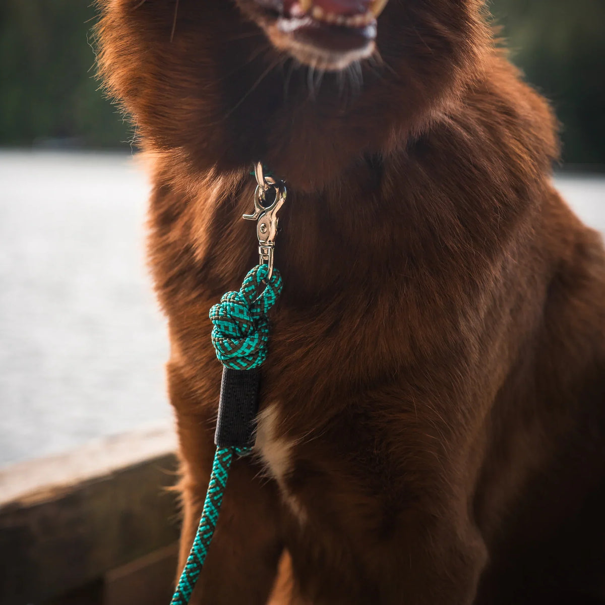 Wilderdog Quick Clip Dog Rope Leash, Pacific Blue