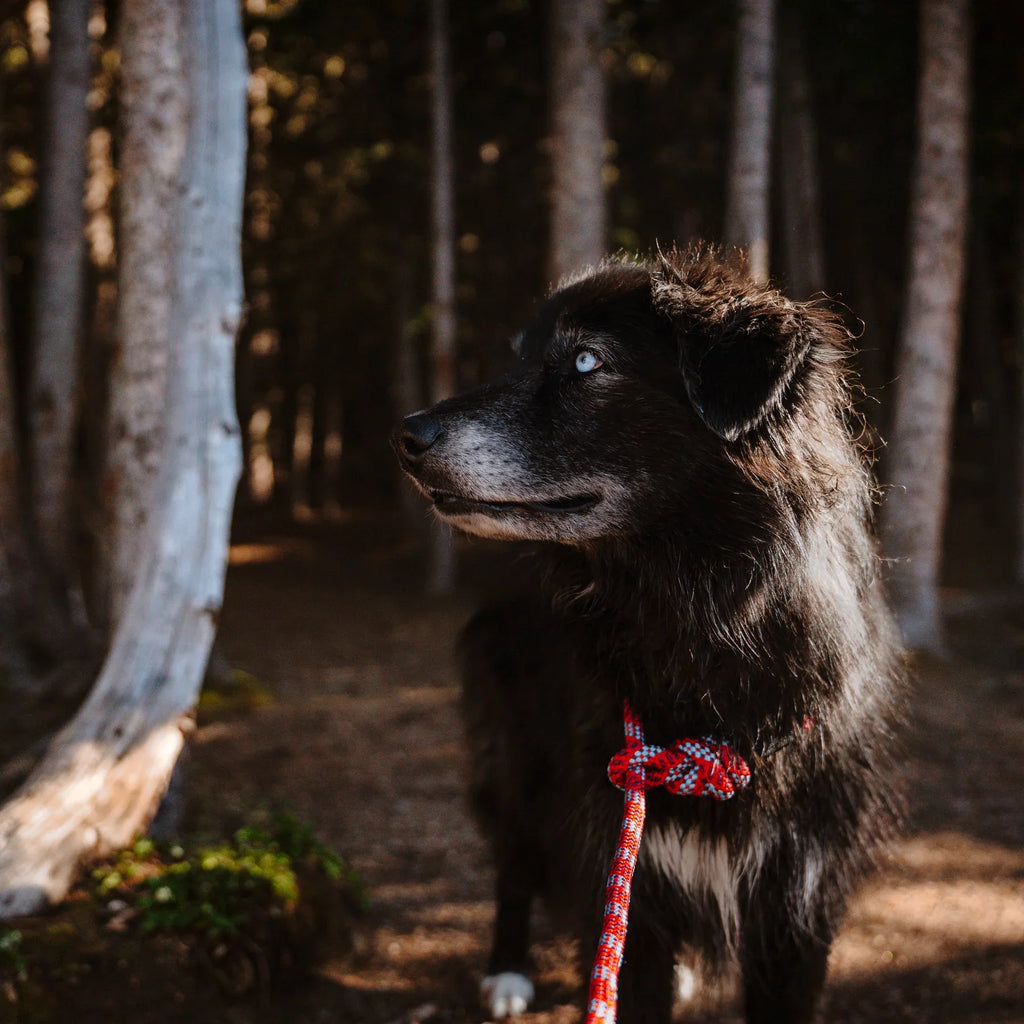 Wilderdog Reflective Slip Leash, Pacific Blue