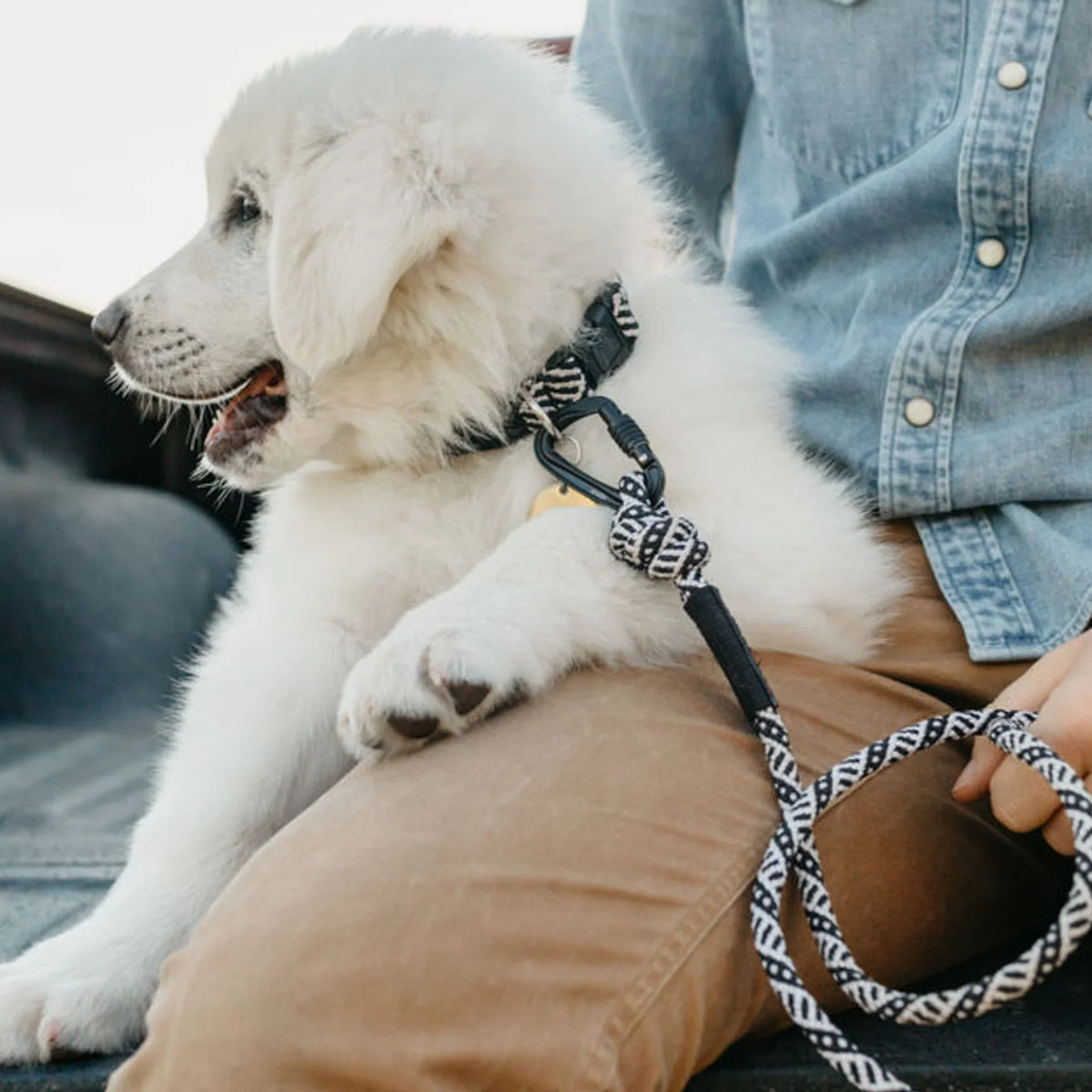 Wilderdog Small Carabiner Dog Leash, Black & White