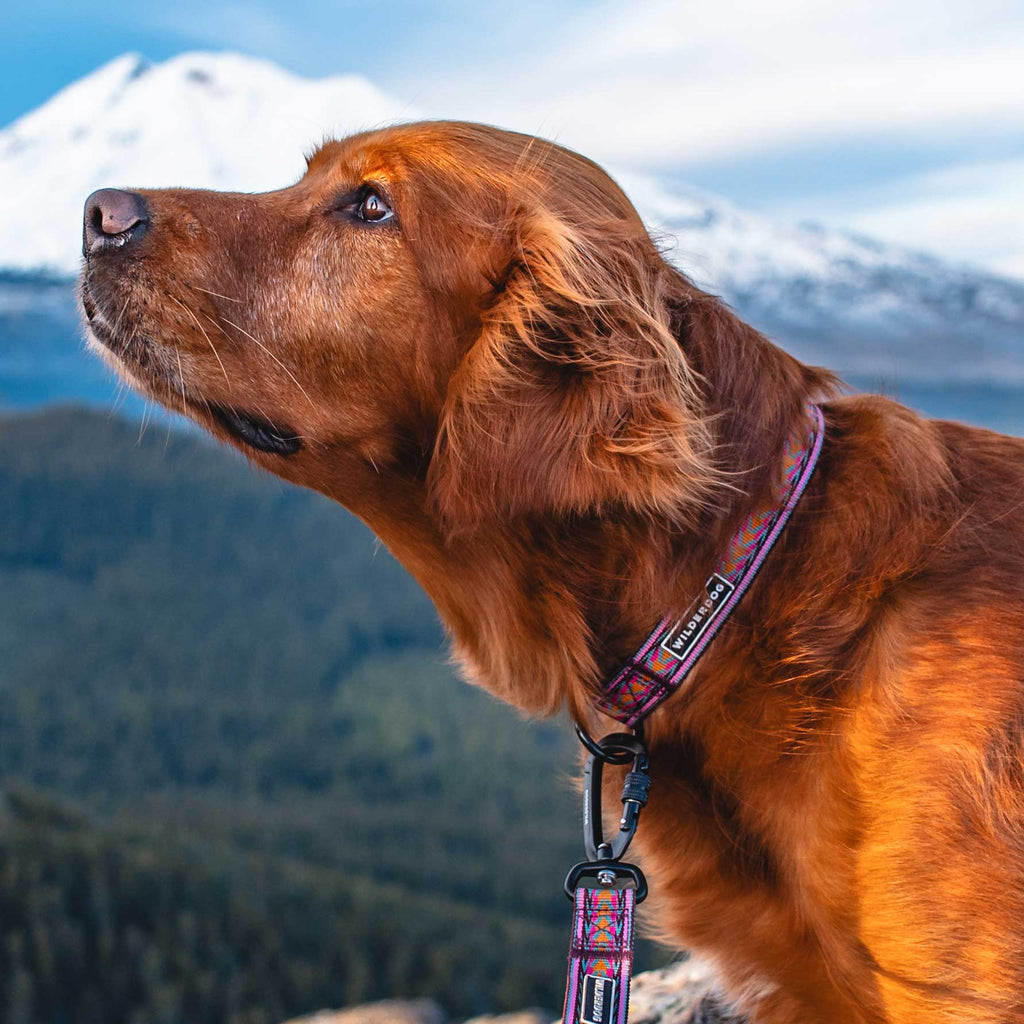 Wilderdog Ultralight Dog Collar, Daybreak