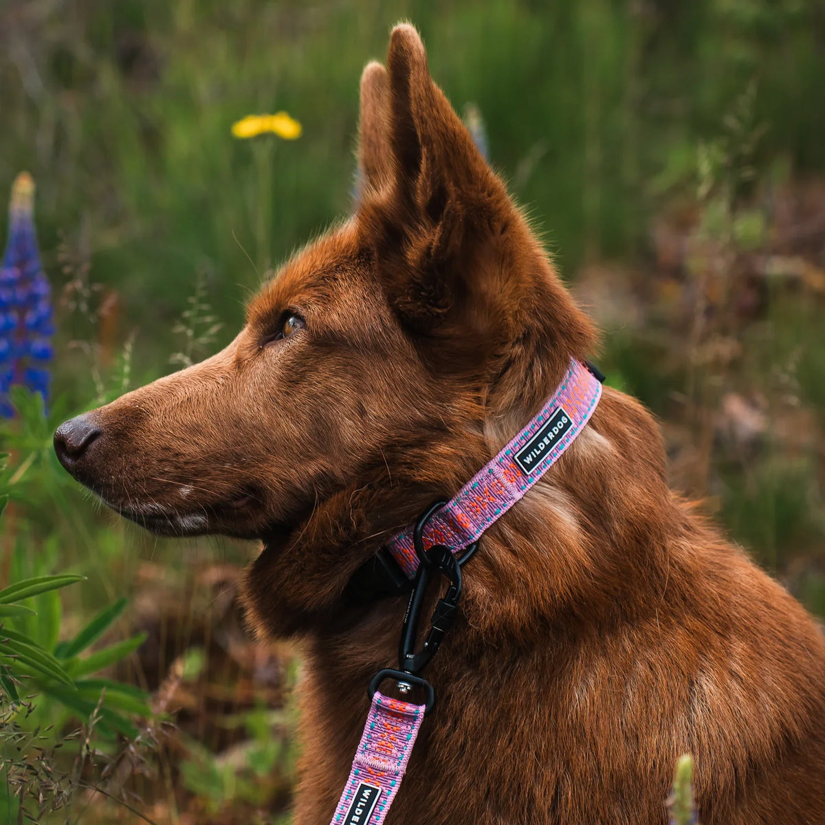 Wilderdog Ultralight Dog Collar, Lilac