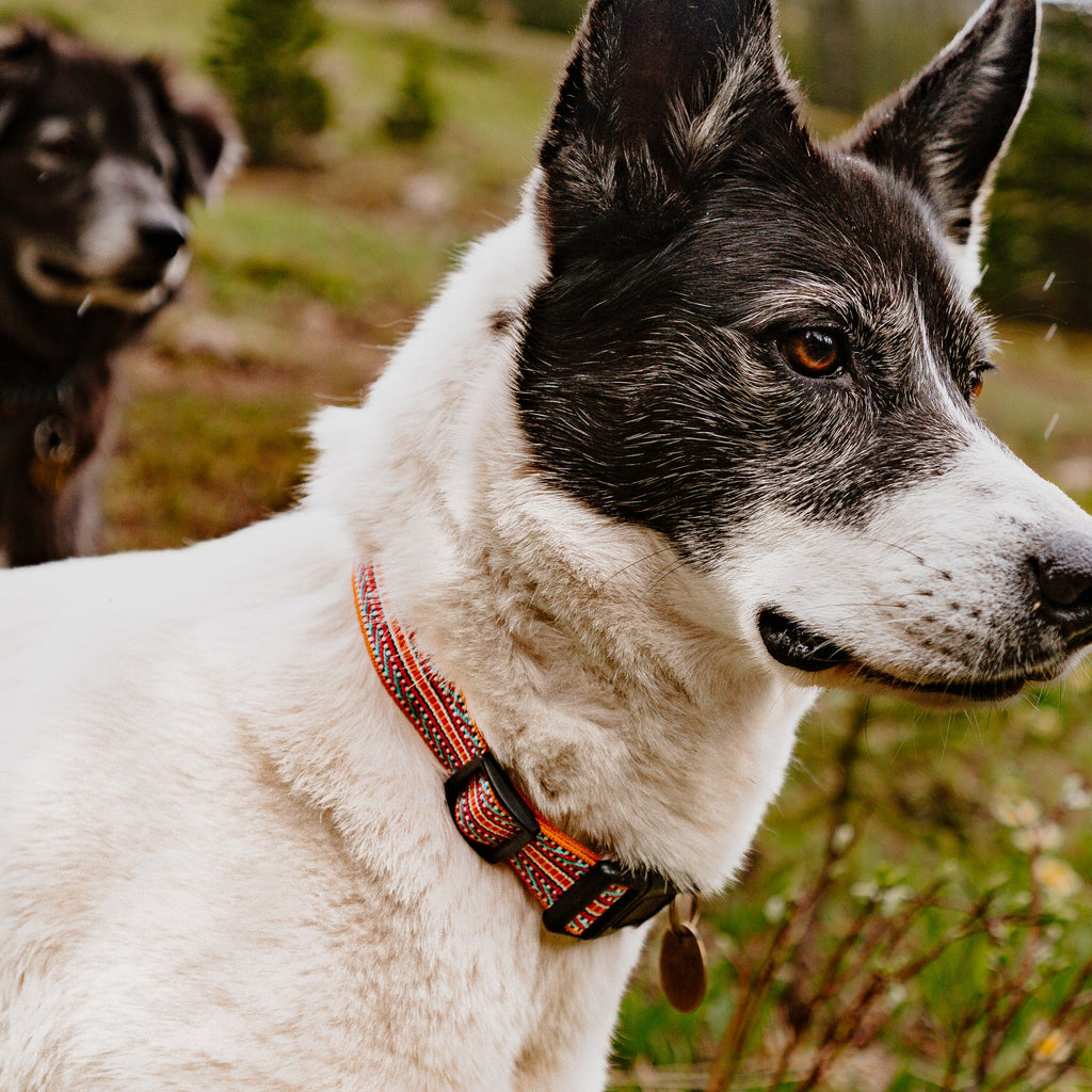 Wilderdog Ultralight Dog Collar, Sienna