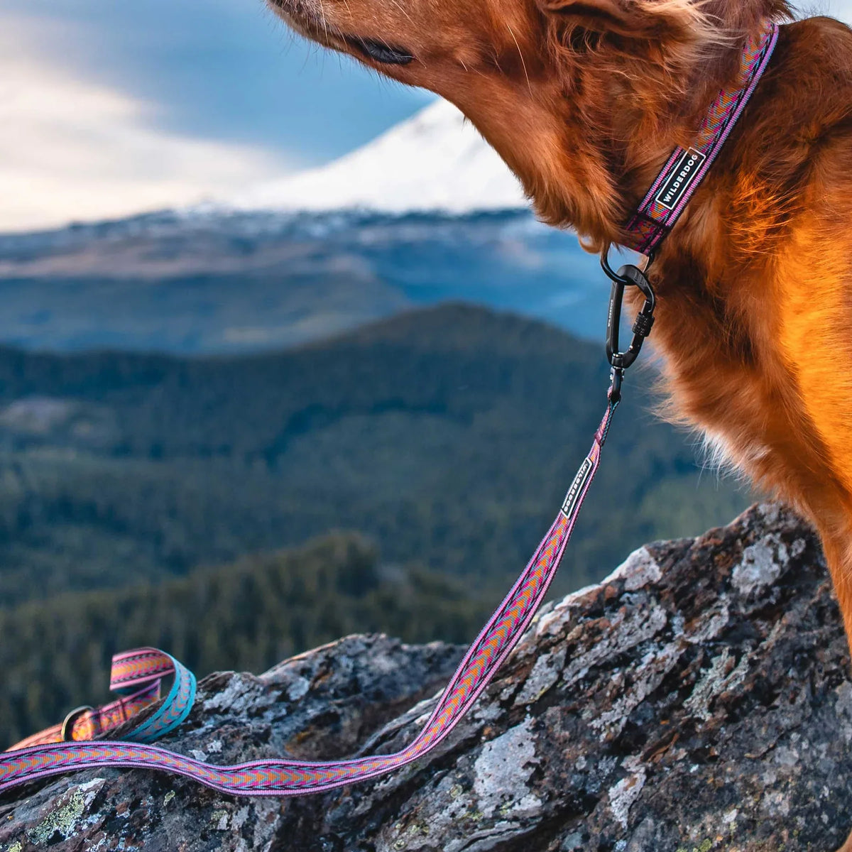 Wilderdog Ultralight Dog Leash, Daybreak