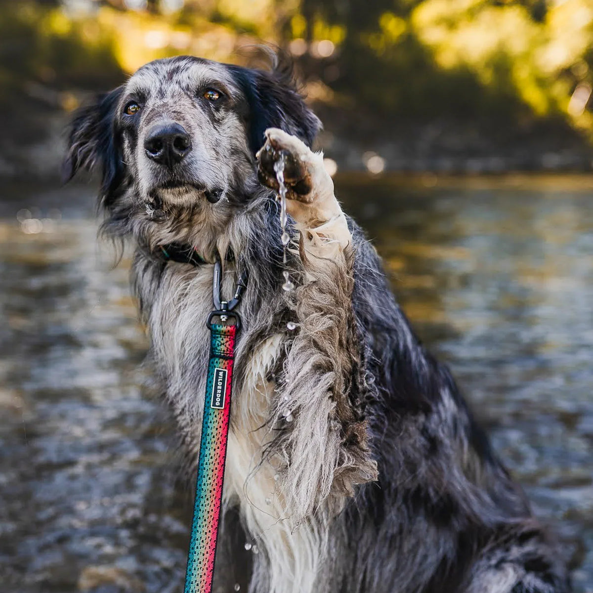 Wilderdog Ultralight Dog Leash, Trout