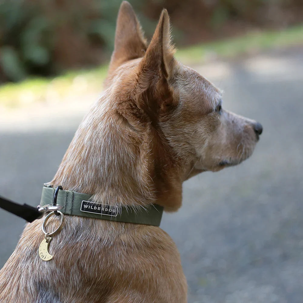 Wilderdog Waterproof Dog Collar, Olive