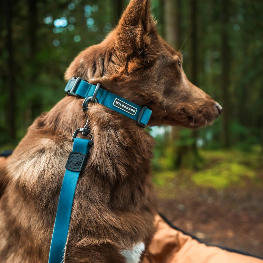 Wilderdog Waterproof Dog Collar, Pacific Blue