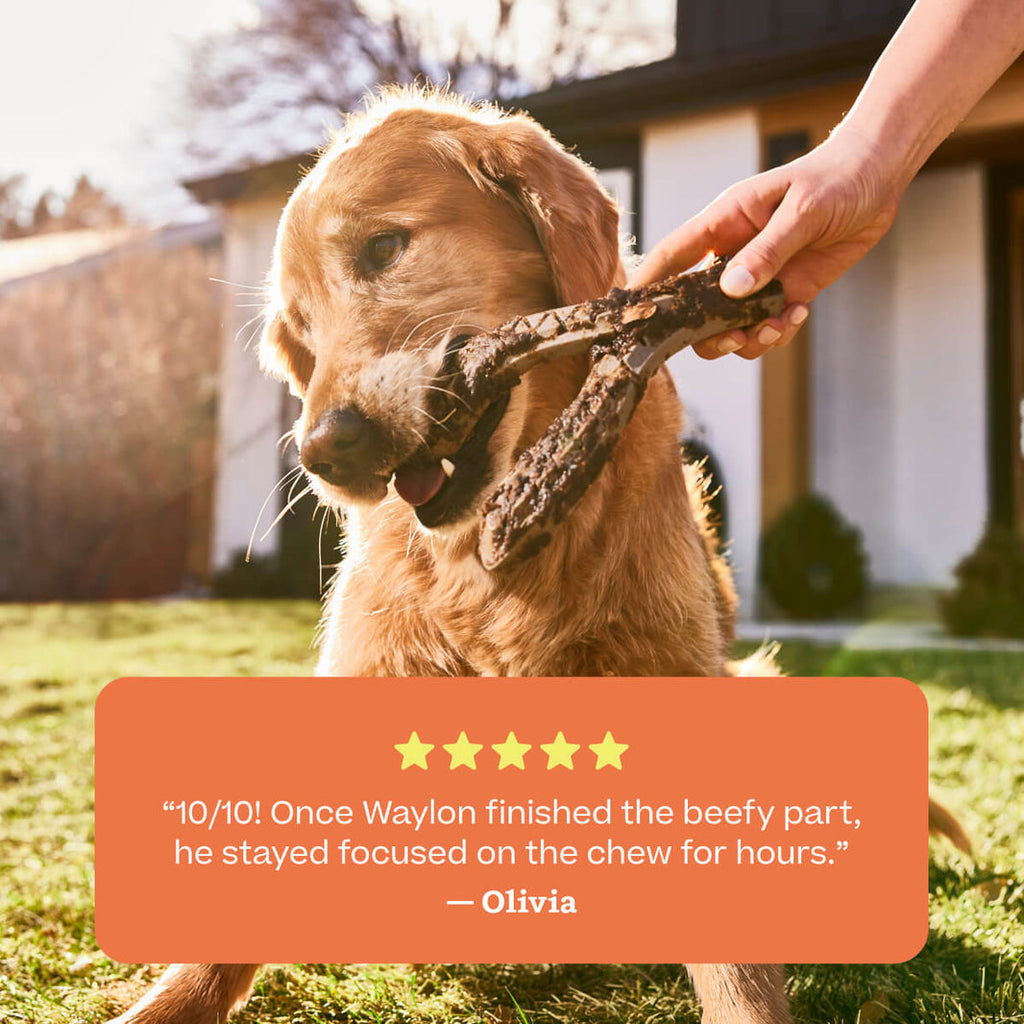 Woof HonestChew Meaty Y-Shaped Beef Flavored Dog Chew Toy