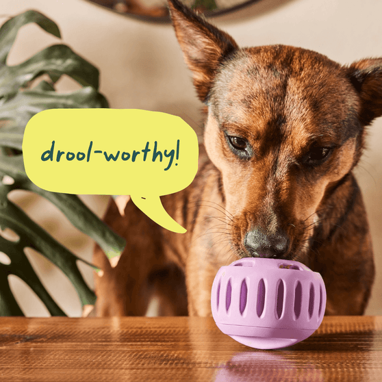 Woof Pupsicle Pops Chicken & Peanut Butter Recipe Dog Treat