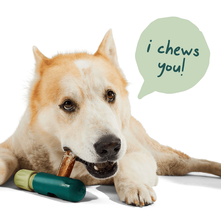 Woof The BullySafe Dog Treat Holder