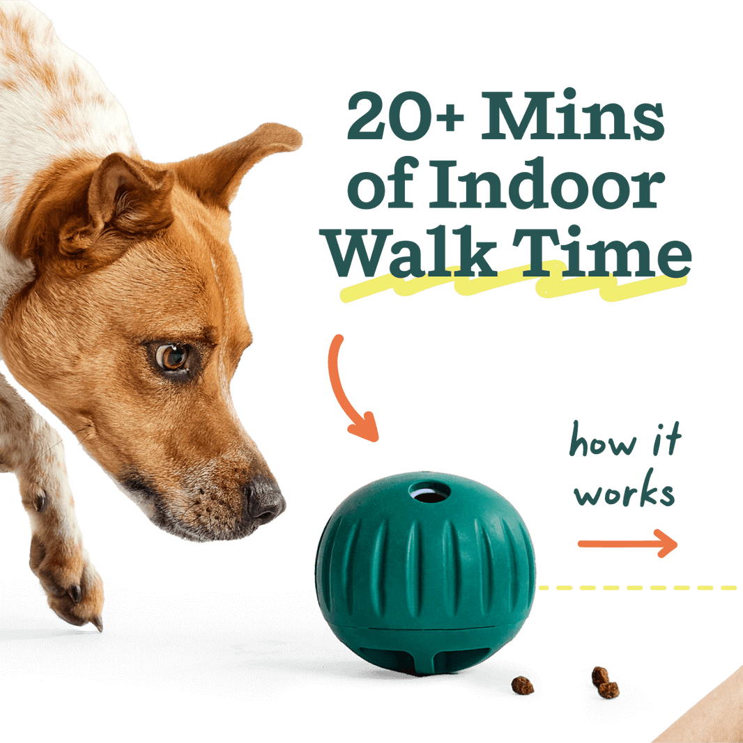 Woof Walkabout Treat Puzzle Ball and Slow Feeder Dog Bowl