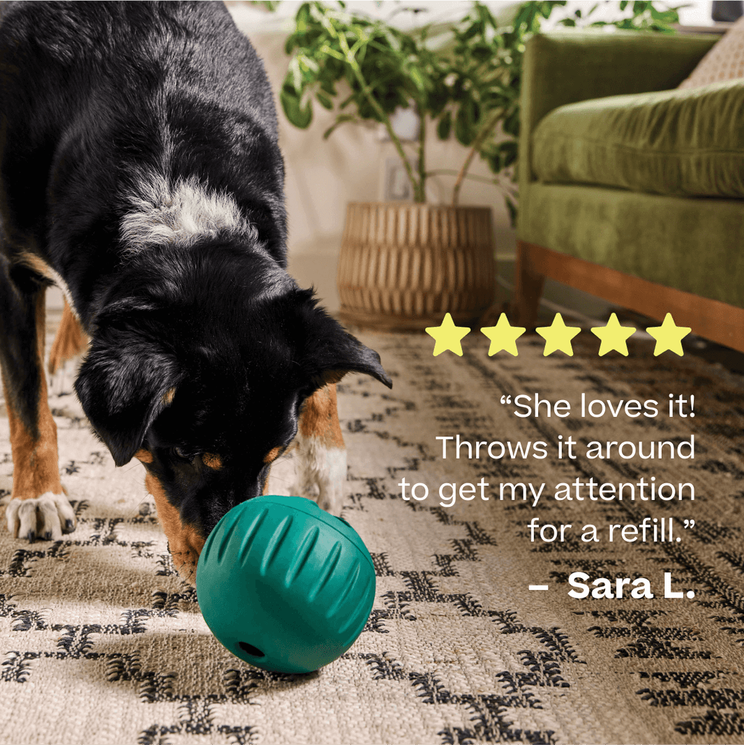 Woof Walkabout Treat Puzzle Ball and Slow Feeder Dog Bowl