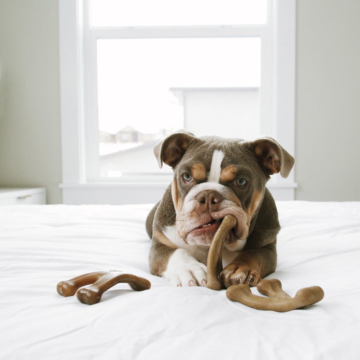 Benebone Wishbone Durable Bacon Flavor Dog Chew