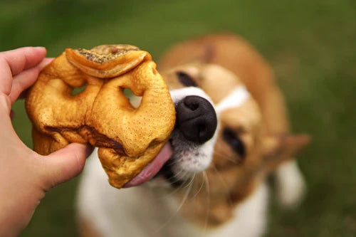 RedBarn Pig Snout Treat for Dogs