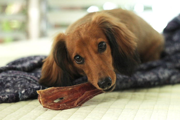 Tuesday's Natural Dog Company Beef Gullet Strips Dog Treat